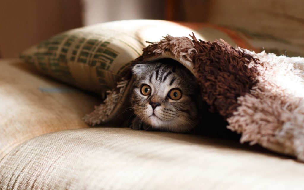 gatito asustado debajo de una manta