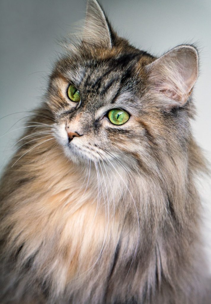 gato de pelo largo y ojos verdes